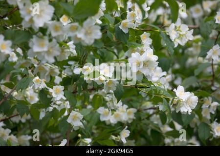 Syringa, süße Mock-Orange (Philadelphus Coronarius), blühen Stockfoto