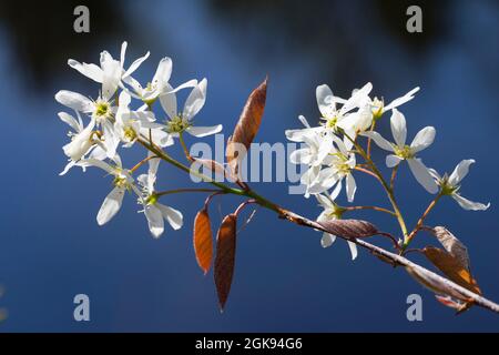 Lamarcks Dienstbeere (Amelanchier lamarckii), blüht Stockfoto