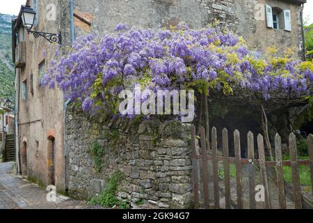 Chinesische Glyzinie (Wisteria sinensis), blüht in einem alten Haus, Deutschland Stockfoto