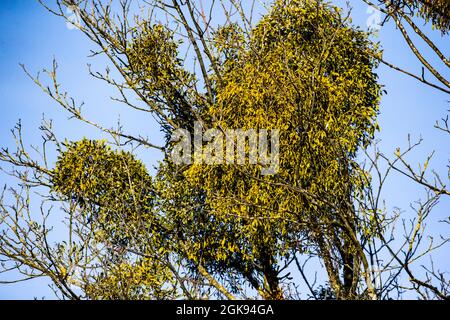 Mistel (Viscum Album), wächst auf einem Baum, Deutschland, Bayern Stockfoto