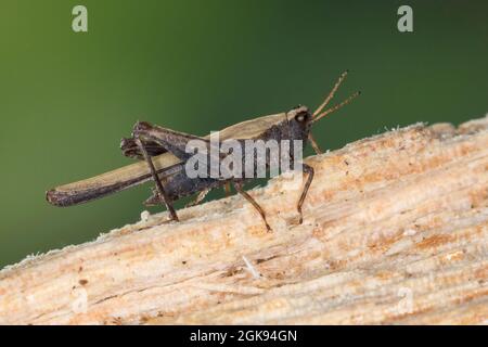 Schlanker Erdtrichter (Tetrix subulata, Tetrix subulatum, Acrydium subulatum), sitzt auf Totholz, Deutschland Stockfoto