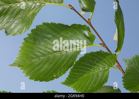 Europäische Ulme, Europäische Weiße Ulme, flatternde Ulme, sich ausbreitende Ulme, Russische Ulme (Ulmus laevis, Ulmus effusa), Zweig mit Blättern, Deutschland Stockfoto