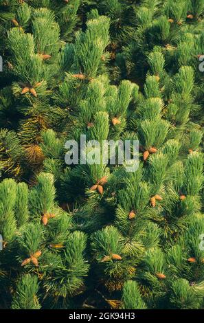 Europäische Schwarzkiefer, Österreichische Kiefer, Schwarze Kiefer, Korsische Kiefer (Pinus nigra), Zweige mit Zapfen Stockfoto