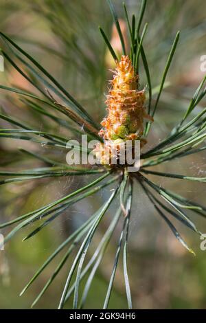 Schottische Kiefer, Schottenkiefer (Pinus sylvestris), männlicher Blütenstand, Deutschland Stockfoto