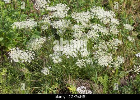 Königin Annes Spitze, wilde Karotte (Daucus carota), viele wilde Karotten, die auf einer Wiese blühen, Deutschland Stockfoto