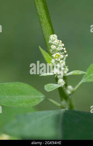 Lamb's Quarters, Lambsquarter, Pigweed, Fat-Henne (Chenopodium Album), Blütenstand, Deutschland Stockfoto