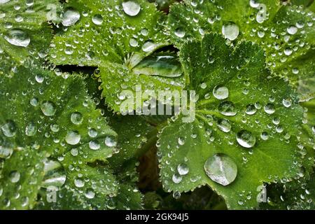 frauenmantel (Alchemilla mollis), Wassertropfen auf die Blätter des Frauenmantels, Deutschland Stockfoto