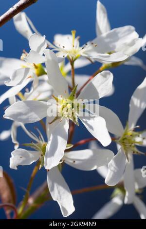 Lamarcks Dienstbeere (Amelanchier lamarckii), blüht Stockfoto