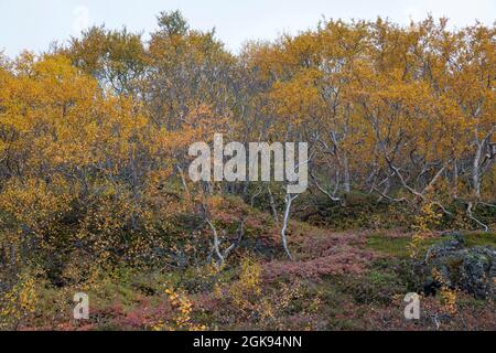 Dowgenbirke, Moorbirke, weiße Birke, Dowgenbirke, Moorbirke, Weißbirke, europäische Weißbirke, behaarte Birke (Betula pubescens), flauschiger Birkenwald Stockfoto