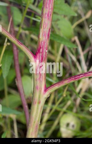 Lamb's Quarters, Lambsquarter, Pigweed, Fat-Henne (Chenopodium Album), Stem, Deutschland Stockfoto