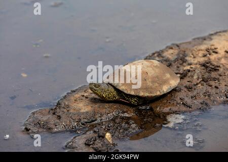 Europäische Teichschildkröte, Europäische Teichschildkröte, Europäische Teichschildkröte (Emys orbicularis), sitzt auf einem trockenen Gebiet in einem Stück Wasser, Italien, Sardegna Stockfoto