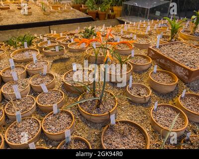 Anbau in einem Gewächshaus des Botanischen Gartens, Deutschland, Hamburg-Flottbek Stockfoto