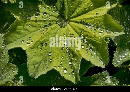 frauenmantel (Alchemilla mollis), Wassertropfen auf einem Blatt Frauenmantel, Deutschland Stockfoto