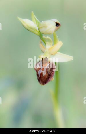 Frühe Spinnen-Orchidee (Ophrys sphegodes), Blumen, Deutschland, Bayern Stockfoto