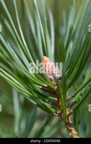 Schottische Kiefer, Schottenkiefer (Pinus sylvestris), harzige Knospen, Deutschland Stockfoto