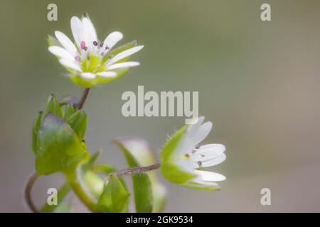 Gewöhnliches Kicherkraut (Stellaria media), Blumen, Deutschland, Bayern Stockfoto