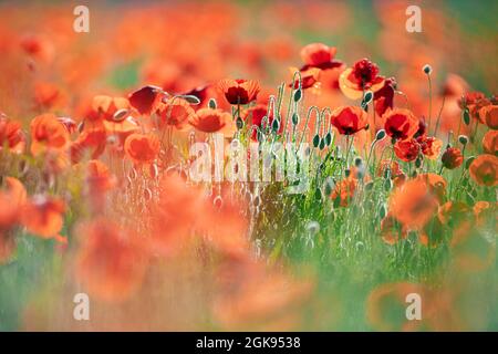 Gemeinsamen Mohn, Klatschmohn, roter Mohn (Papaver Rhoeas), Mohnfeld in Hintergrundbeleuchtung, Deutschland, Bayern Stockfoto
