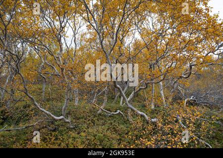 Dowgenbirke, Moorbirke, weiße Birke, Dowgenbirke, Moorbirke, Weißbirke, europäische Weißbirke, behaarte Birke (Betula pubescens), flauschiger Birkenwald Stockfoto