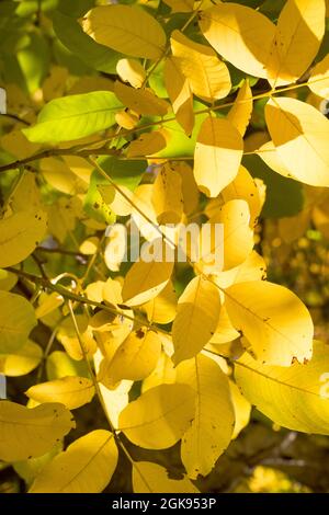 Walnuss (Juglans regia), Herbstblätter, Deutschland Stockfoto