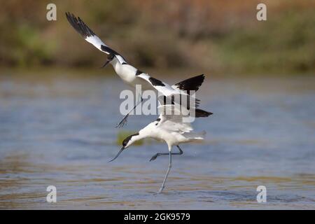 pied-Avocet (Recurvirostra avosetta), zwei kämpfende Pied-Avocets, Frankreich, Bretagne Stockfoto