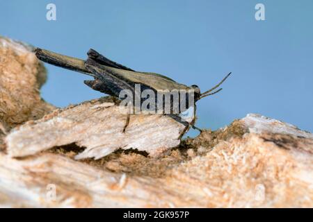 Schlanker Erdtrichter (Tetrix subulata, Tetrix subulatum, Acrydium subulatum), sitzt auf Totholz, Deutschland Stockfoto
