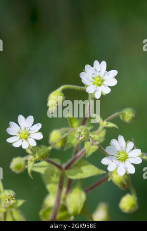 Wasserkicherkraut, Wassersternkraut, Riesenkicherkraut (Myosoton aquaticum, Stellaria aquatica), Blühen, Deutschland Stockfoto