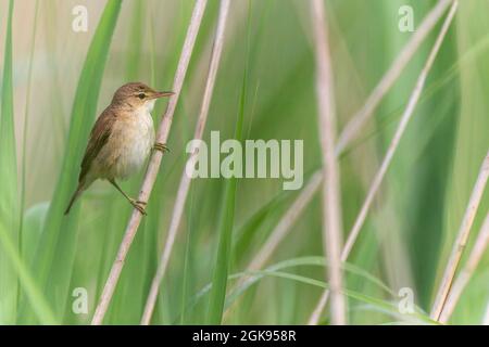 schilfrohrsänger (Acrocephalus scirpaceus), auf einem Blatt Schilf, Deutschland, Bayern Stockfoto