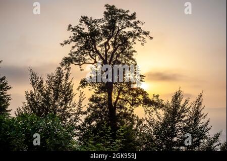 Silhouette Blick von alten Buche Baum mit Sonnenlicht scheint durch bei Sonnenuntergang, gilan Provinz, iran Stockfoto