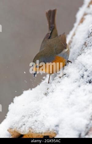 Europäischer Rotkehlchen (Erithacus rubecula), im Schnee auf Nahrungssuche, Deutschland, Bayern Stockfoto