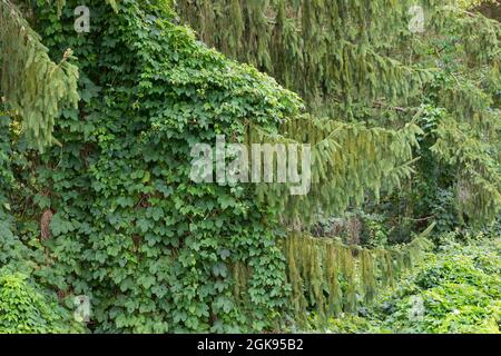 Gewöhnlicher Hopfen (Humulus lupulus), der zu einem Nadelbaum heranwächst, Deutschland Stockfoto