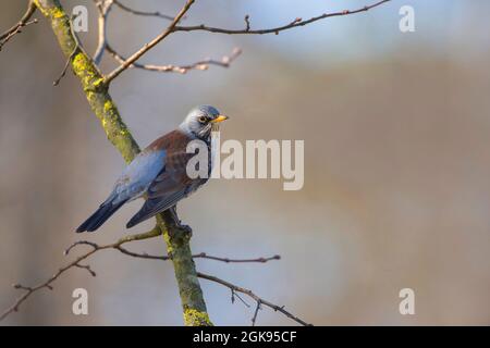 Feldfare (Turdus pilaris), auf einer Zweigstelle, Deutschland, Bayern Stockfoto