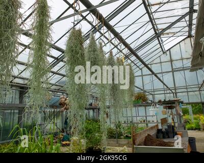 Alter Männerbart (Usnea spec.), Gewächshaus im Botanischen Garten Flottbek mit alten Männerbärten, Usnea, Deutschland, Hamburg-Flottbek Stockfoto