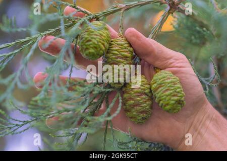 Riesenmammutbaum, Riesenmammutbaum (Sequoiadendron giganteum), Zweig mit Zapfen in der Hand Stockfoto