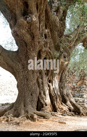 Olivenbaum (Olea europaea ssp. sativa), Stamm eines alten knarrigen Olivenbaums, Italien, Sardegna, Baunei Stockfoto