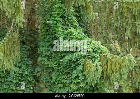Gewöhnlicher Hopfen (Humulus lupulus), der zu einem Nadelbaum heranwächst, Deutschland Stockfoto