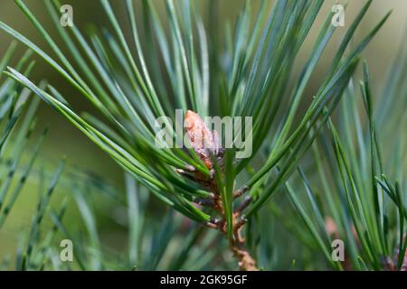 Schottische Kiefer, Schottenkiefer (Pinus sylvestris), harzige Knospen, Deutschland Stockfoto