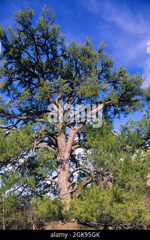 Europäische Schwarzkiefer, Österreichische Kiefer, Schwarze Kiefer, Korsische Kiefer (Pinus nigra), einzelne alte europäische Schwarzkiefer Stockfoto