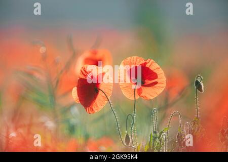 Gemeiner Mohn, Maismohn, roter Mohn (Papaver Rhoeas), Blumen im Hintergrund, Deutschland, Bayern Stockfoto