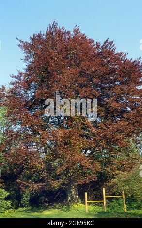 Kupferbuche (Fagus sylvatica var. purpurea, Fagus sylvatica 'Atropunicea', Fagus sylvatica Atropunicea), Einzelbaum im Sommer, Deutschland Stockfoto
