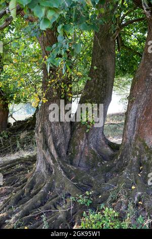 Europäische Ulme, Europäische Weiße Ulme, flatternde Ulme, Spreitende Ulme, Russische Ulme (Ulmus laevis, Ulmus effusa), am Elbtalauen, Deutschland, Stockfoto