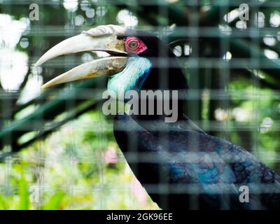 Bild von Hornbill Vogel / Buceros in einem Zoo. Dieser Vogel hat einen großen Schnabel, der wie ein Kuhhorn geformt ist. In Indonesien wird dieser Vogel normalerweise Enggang / Ra genannt Stockfoto