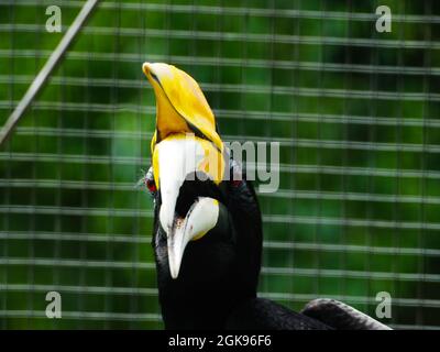 Bild von Hornbill Vogel / Buceros in einem Zoo. Dieser Vogel hat einen großen Schnabel, der wie ein Kuhhorn geformt ist. In Indonesien wird dieser Vogel normalerweise Enggang / Ra genannt Stockfoto