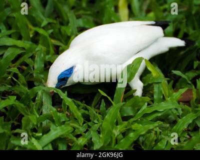 Bild eines weißen Vogels, der Jalak Bali (Bali myna (Leucopsar rothschildi)) in Indoneaia genannt hat. Dieser Vogel ist mittelgroß (bis zu 25 cm (9.8 in) lang) Stockfoto