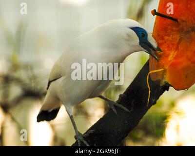 Bild eines weißen Vogels, der Jalak Bali (Bali myna (Leucopsar rothschildi)) in Indoneaia genannt hat. Dieser Vogel ist mittelgroß (bis zu 25 cm (9.8 in) lang) Stockfoto