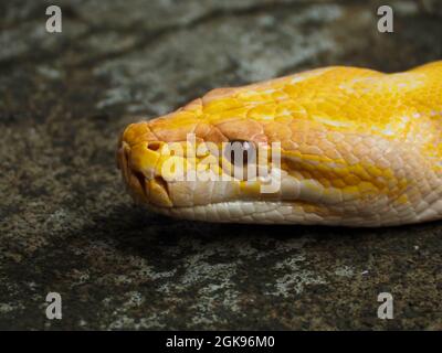 Bild einer Albino-Python-Schlange auf einem Park. Die Pythonidae, allgemein bekannt als Pythons, sind eine Familie von nicht giftigen Schlangen, die in Afrika, Asien, Stockfoto