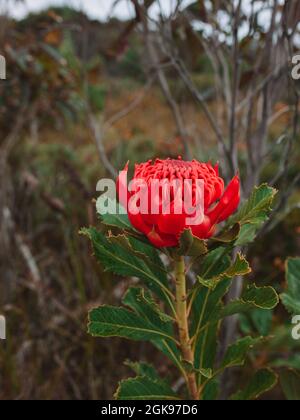 Australische einheimische rote und magentafarbene Waratah-Blume. Blumenkopf. Stockfoto