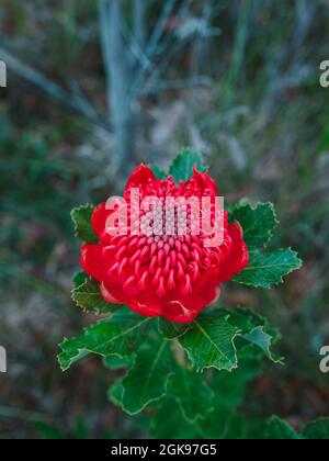 Australische einheimische rote und magentafarbene Waratah-Blume. Blumenkopf. Stockfoto