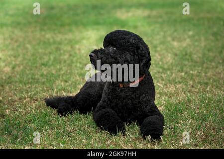 Sunny, das neue Haustier der Obama-Familie, liegt am 19. August 2013 auf dem South Lawn des Weißen Hauses. (Offizielles Foto des Weißen Hauses von Pete Souza) Dieses offizielle Foto des Weißen Hauses wird nur zur Veröffentlichung durch Nachrichtenorganisationen und/oder zum persönlichen Druck durch die Betreffzeile(en) des Fotos zur Verfügung gestellt. Das Foto darf in keiner Weise manipuliert werden und darf nicht in kommerziellen oder politischen Materialien, Anzeigen, E-Mails, Produkten oder Werbeaktionen verwendet werden, die in irgendeiner Weise die Zustimmung oder Billigung des Präsidenten, der ersten Familie oder des Weißen Hauses nahelege. Stockfoto