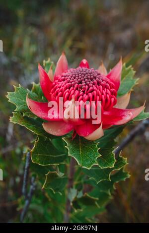 Australische einheimische rote und magentafarbene Waratah-Blume. Blumenkopf. Stockfoto