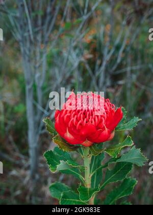 Australische einheimische rote und magentafarbene Waratah-Blume. Blumenkopf. Stockfoto